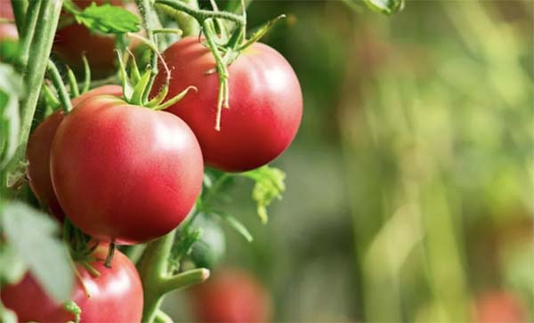Best Tomatoes to Grow in Delaware