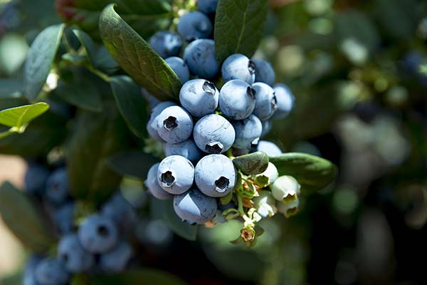 How to Grow Blueberries: A Comprehensive Guide for Beginners