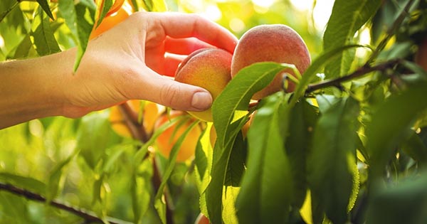 Top 10 Fruits to Grow in Delaware
